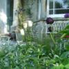 The garden